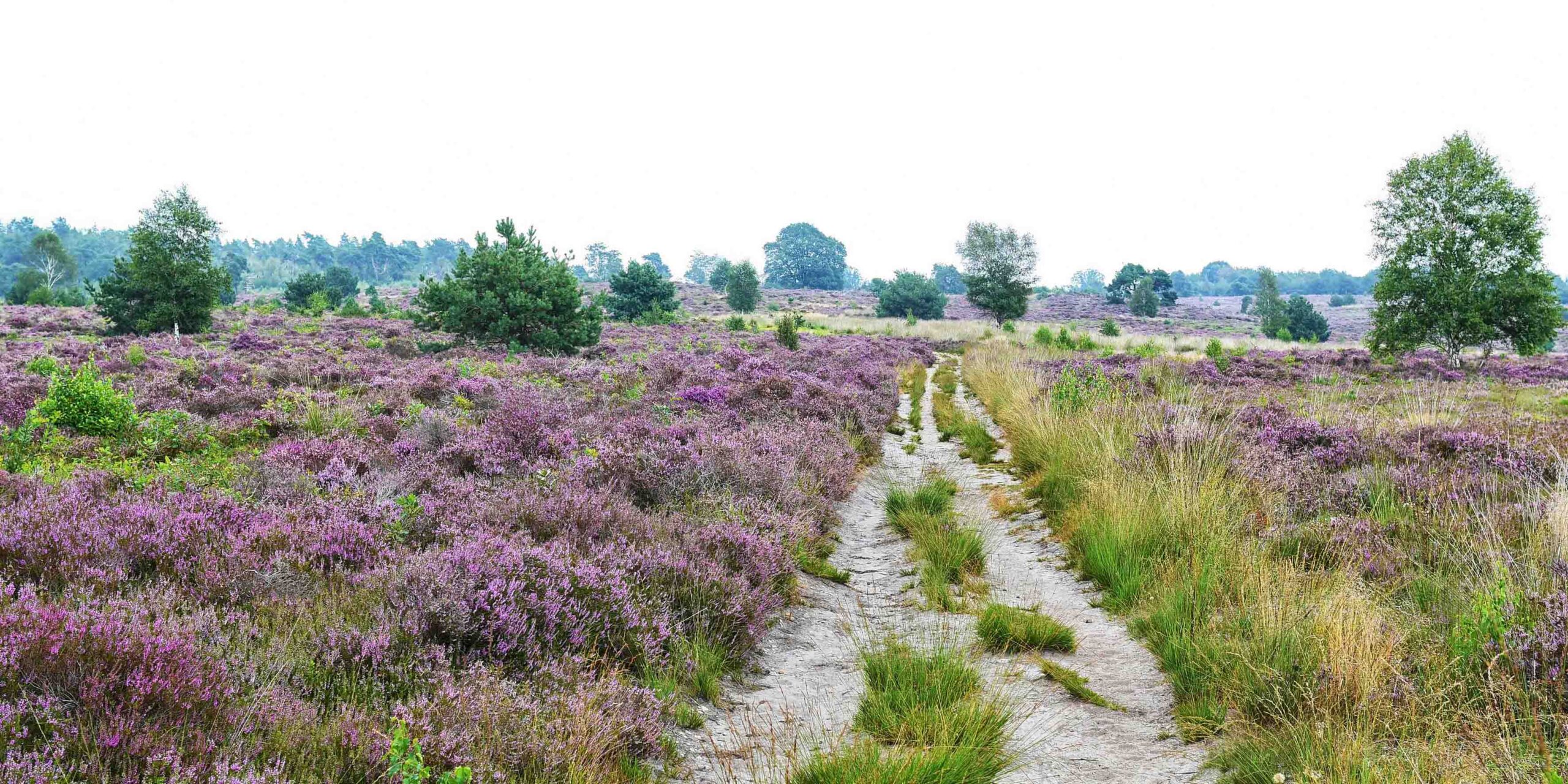 Welkom bij Buitengewoon Holten